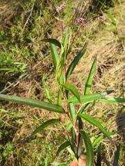 Persicaria madagascariensis