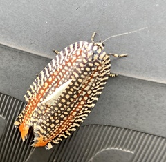 Cerace xanthocosma