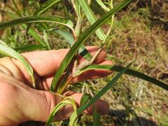 Persicaria madagascariensis