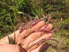 Persicaria madagascariensis