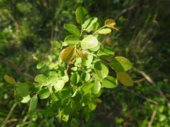 Phyllanthus reticulatus