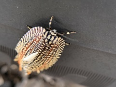 Cerace xanthocosma