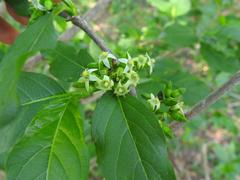 Vangueria madagascariensis image