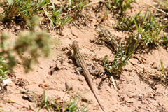 Acanthodactylus margaritae