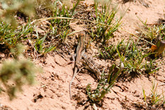 Acanthodactylus margaritae