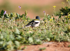 Fringilla coelebs africana