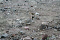 Eremophila alpestris atlas