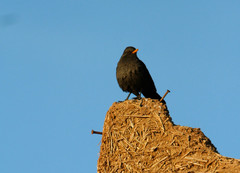 Turdus merula mauritanicus