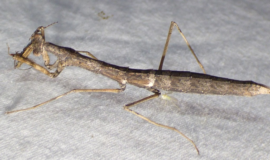Scudder's Mantis