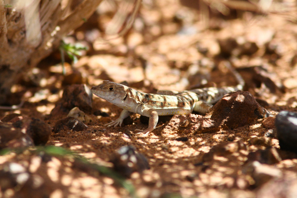 Spotted Fringe-fingered Lizard