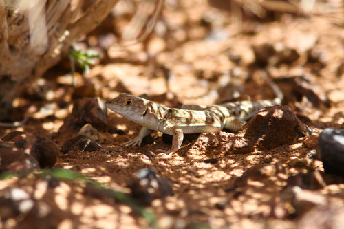 Spotted Fringe-fingered Lizard