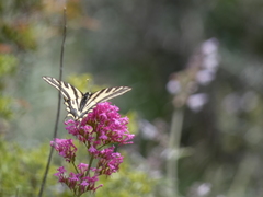 Papilio alexanor