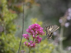 Papilio alexanor