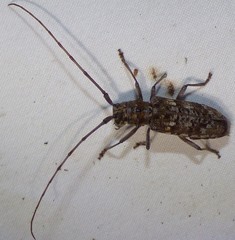 Monochamus titillator