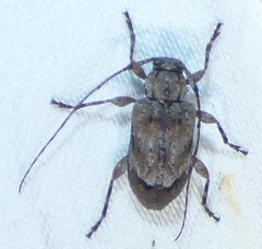 Astylopsis arcuata