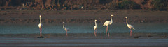 Phoenicopterus roseus