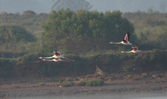Phoenicopterus roseus