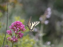 Papilio alexanor