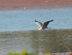 Ardea cinerea