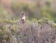Galerida cristata