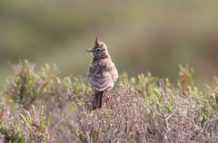 Galerida cristata