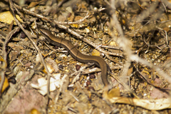 Ablepharus kitaibelii