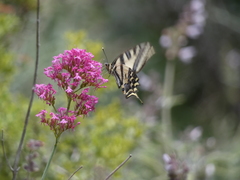 Papilio alexanor
