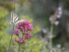 Papilio alexanor