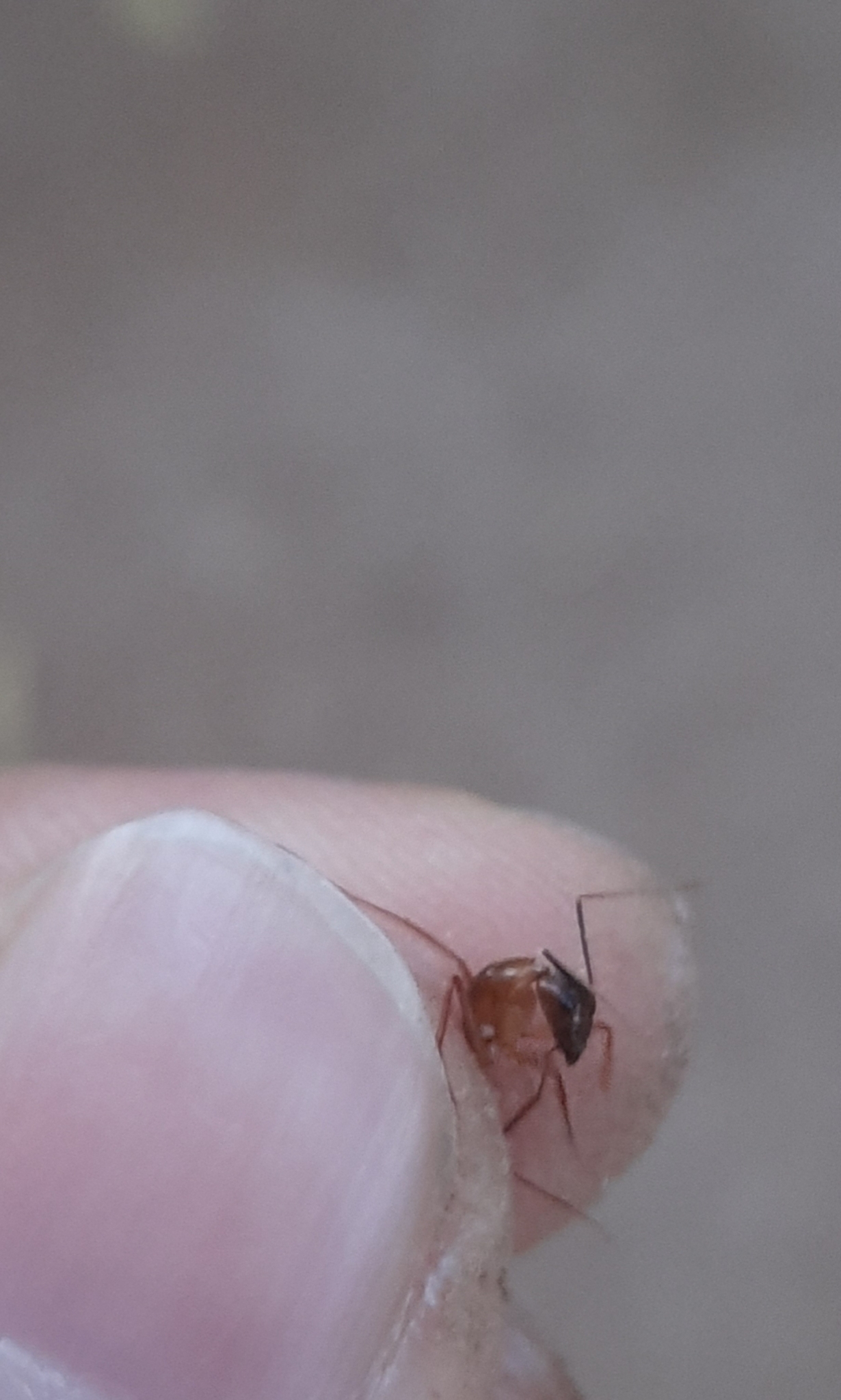 Camponotus irritans