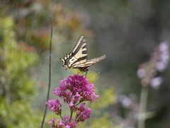 Papilio alexanor