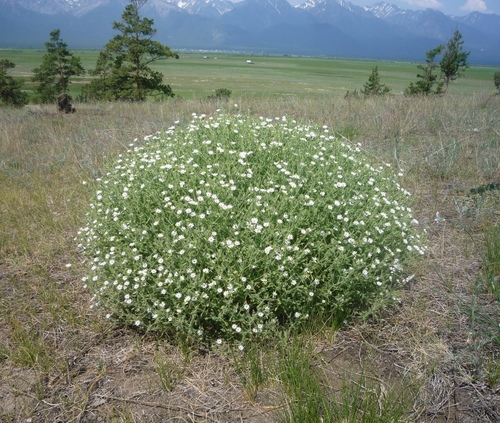 Mesostemma dichotomum