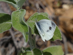 Pieris ergane