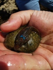 Lepadogaster lepadogaster