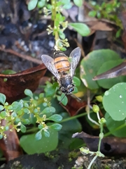 Apis mellifera