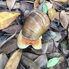 Megalobulimus valenciennesii