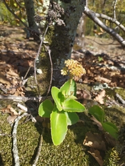 Hylotelephium caucasicum