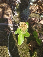 Hylotelephium caucasicum