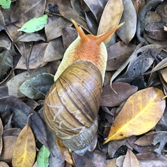 Megalobulimus valenciennesii
