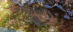Lepadogaster lepadogaster