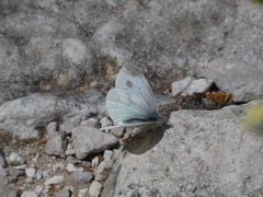 Pieris ergane