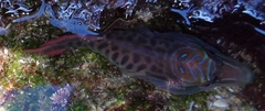 Lepadogaster lepadogaster
