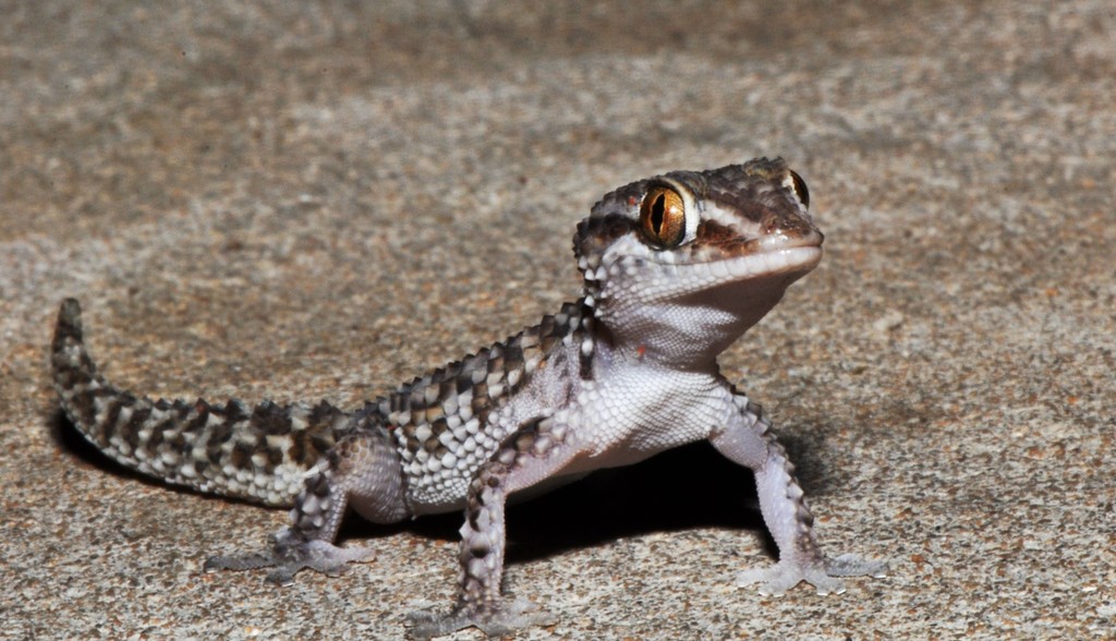 Betroka Leaf-Toed Gecko