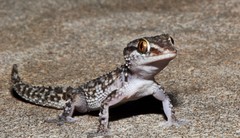 Betroka Leaf-Toed Gecko photo 1