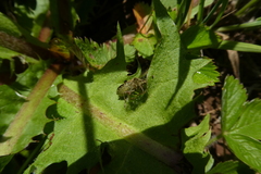 Peribalus strictus vernalis