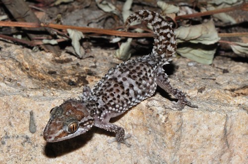 Betroka Leaf-toed Gecko