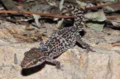 Betroka Leaf-Toed Gecko photo 4