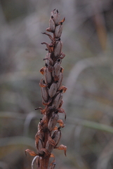 Dactylorhiza majalis baltica