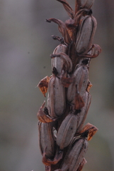Dactylorhiza majalis baltica