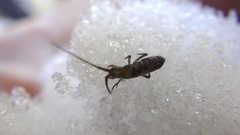 Pogonognathellus elongatus