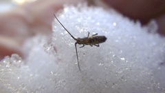 Pogonognathellus elongatus